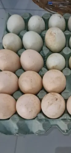 Vende-se ovos de Ganso e Marreco e Patos Galado