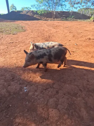 Casal de mini porco