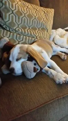 Beagle Um pet que merece um lar cheio de carinho