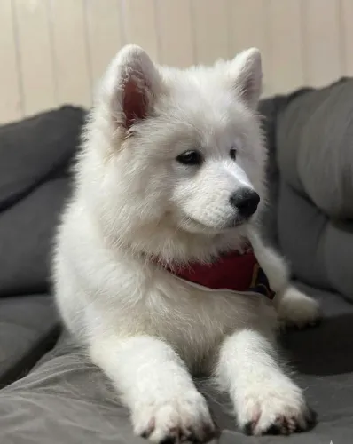 Filhote de Samoieda 4 meses 
