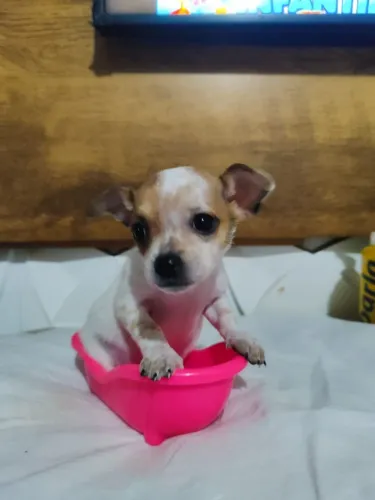 Pinscher macho 