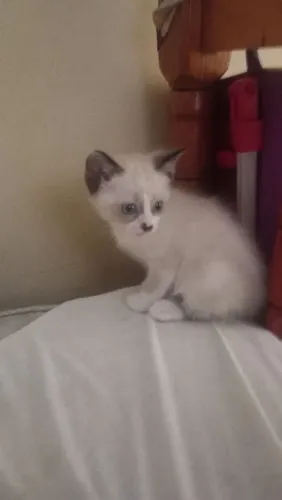 Doa-se gato