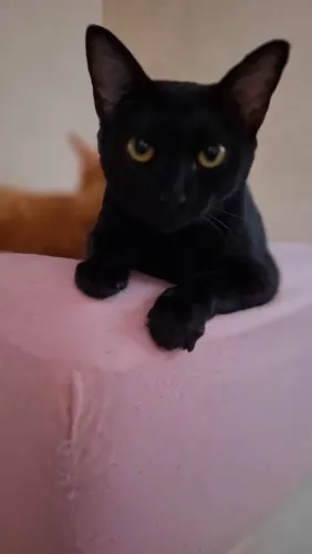 Doação responsável uma gata castrada