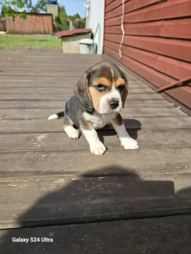 Beagle lidona