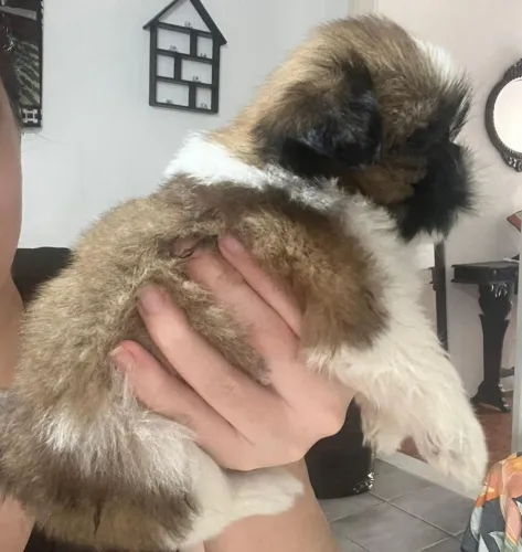 Vendo 1 macho e 1 fêmea de Shitzu