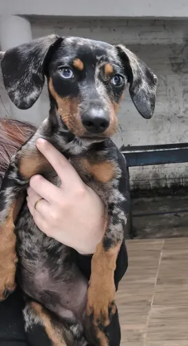 Cachorro doação  Dachshund arlequim