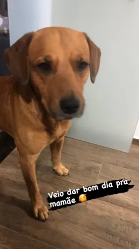 Preciso de um lar, vou com uma ajuda mensal