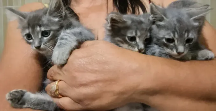 Gatos