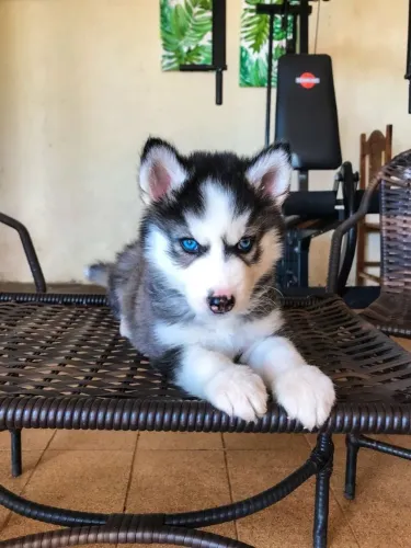 Filhotes de Husky Siberiano a sua espera lindos e espertos