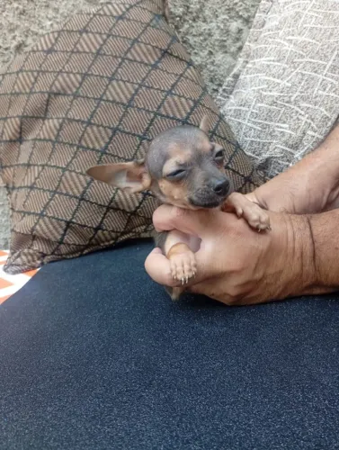 Pinscher Macho Pequeno Porte
