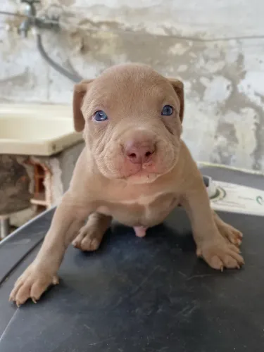 Filhote de pitbull Macho