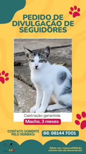Gatinhos para adoção RESPONSÁVEL!