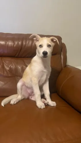 Cachorro em doação