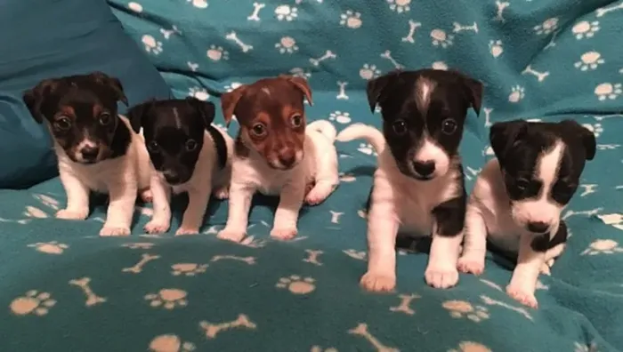 FOX PAULISTINHA X PINSCHER