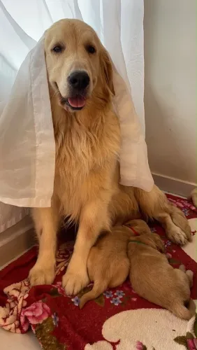 Filhote de golden retriever