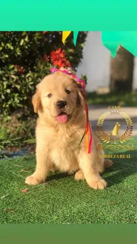 Golden Retriever @CanilNobrezaReal