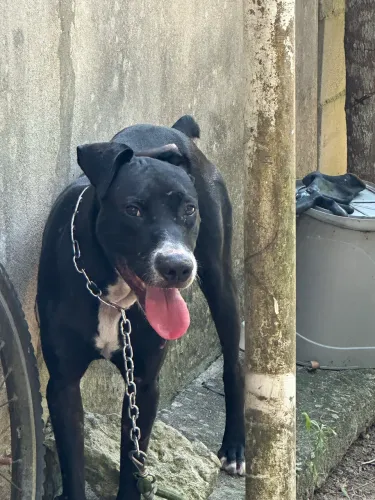 Doação pitbull 