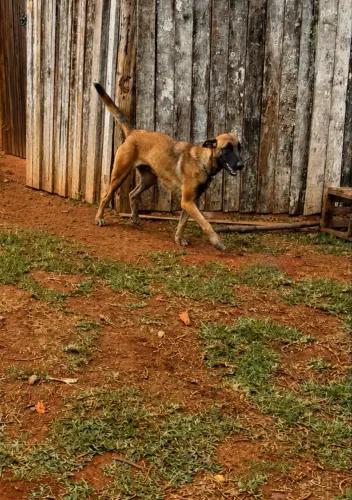 Vendo pastora malinois (Belga)