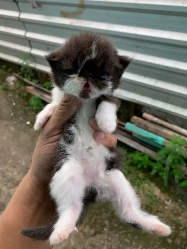 Gato Persa