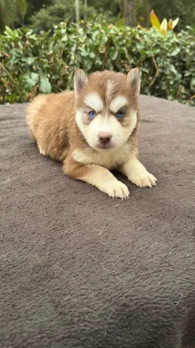 Husky Wolly