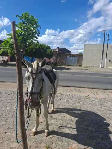 Cavalo