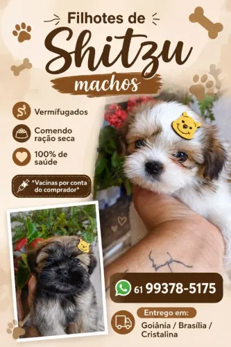 Shitzu machos