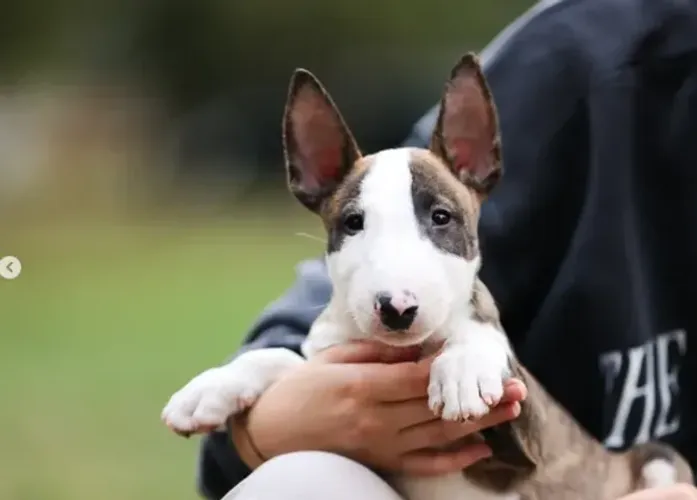 Bull Terrier,Bull Terrier Filhote Selecionado Alta Procedência