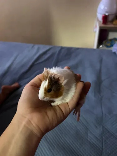 Porquinho da índia 