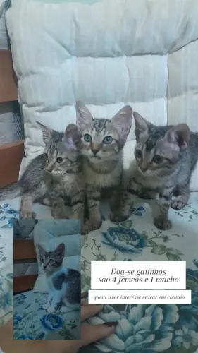 Gatos para adoção