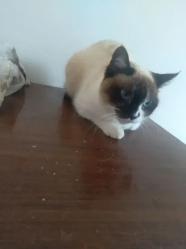 Doa se fêmea de gatinha super docil