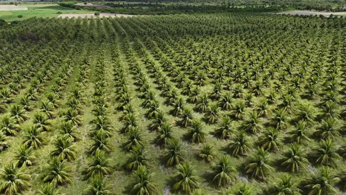 fazenda de coqueiros com 27 hectares em Touros com 4 mil pés plantados