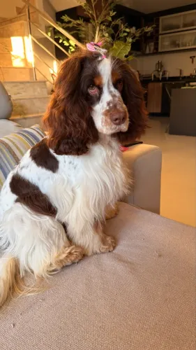 Coceira spaniel 