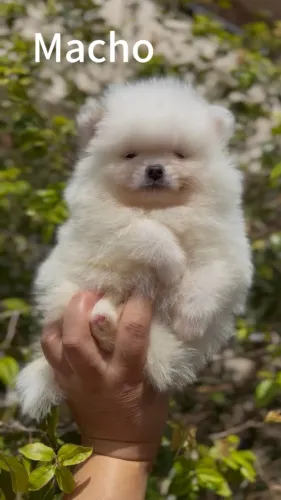 Lulu da Pomerânia Parcelo sem juros Spitz alemão