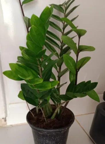 Planta zamiocuca natural 