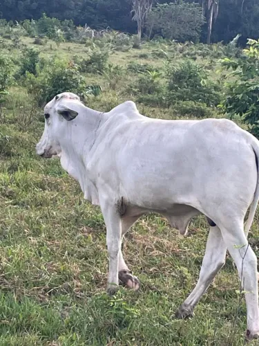 Novilhas e garrotes