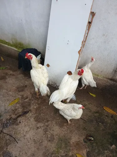 Vendo os 4.  2 galo e 2 franga tudo novo