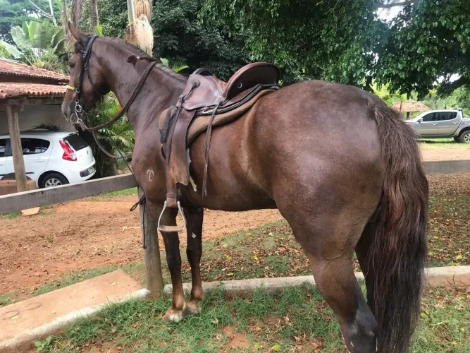 Cavalo Mangalarga Paulista Registrado