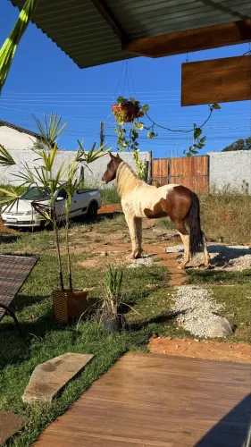 Cavalo manga larga pampa machador manso capão 