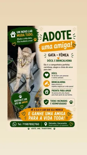 ADOÇÃO GATA