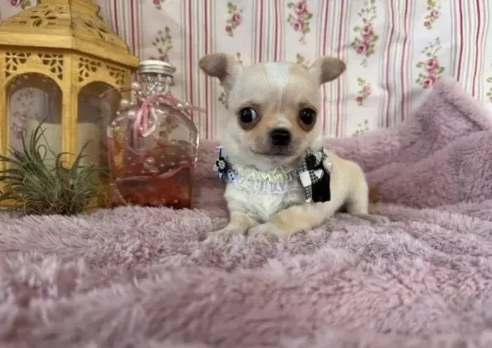 Cachorro filhote Chihuahua com olhos claros e pelagem macia