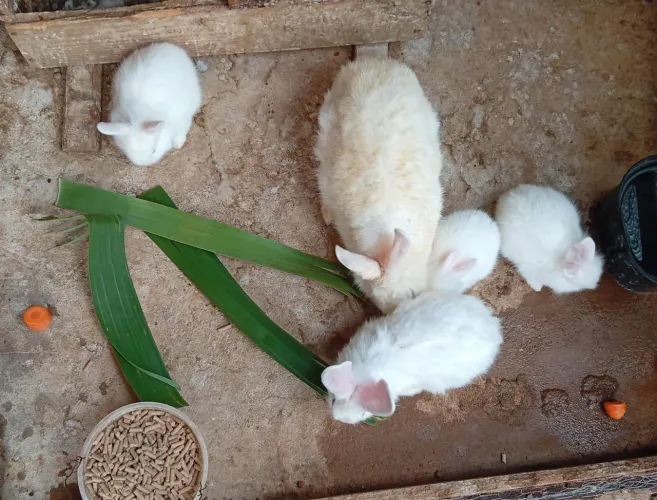 Venda de coelhos