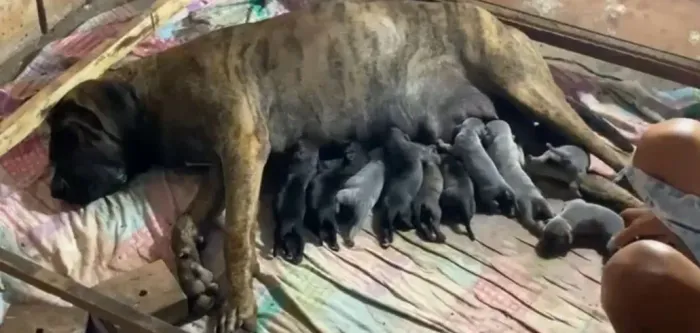 Fila Brasileiro 