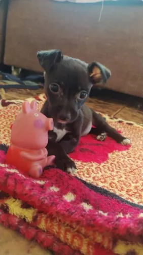 Pinscher n 1 pretinhos