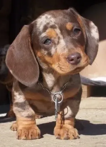 Basset teckel filhotes fofinhos