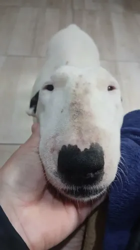 Filhotes de bull terrier