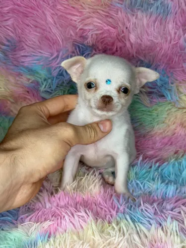 Maravilhoso Chihuahua!