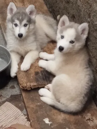 Husky siberiano