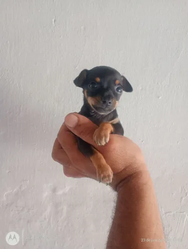 Machinho miudinho 