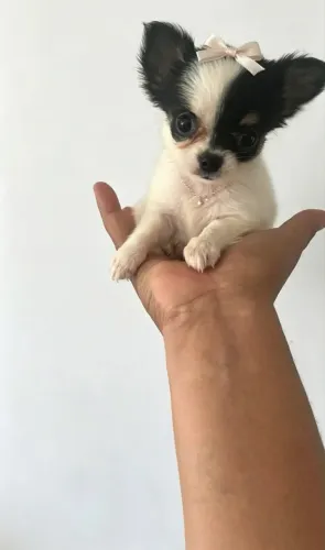 Chihuahua Miniatura Fêmea  
