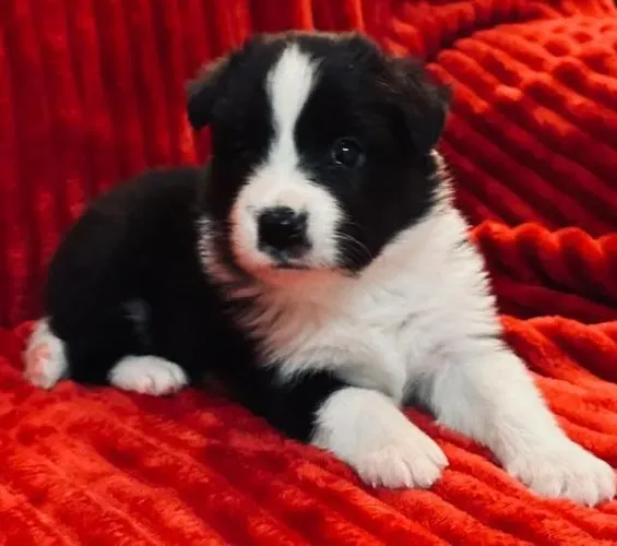 Filhotes de Border Collie | Um laço de amizade para a vida toda